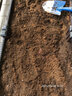 花沃里甜王西瓜种30粒 蔬菜种子家庭阳台花盆西瓜种植土庭院田间种菜籽 实拍图