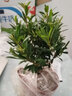 绿有意小叶赤楠老桩盆景苗植物花卉微景观水培办公室内好养四季常青盆栽 6年小叶赤楠+原生盆+肥料 实拍图
