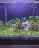 大匠神彩（MAGIC WORLD）鱼缸装饰水草泥免水洗鱼缸草缸土草缸造景底砂套餐基肥陶粒不浑 水草泥1斤装 实拍图