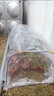 花房保温棚支架花棚家用绿植花卉暖房多肉遮阳避雨室外小型暖棚 黑色100*50*55（含膜） 实拍图