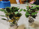 以琛小盼菩提树盆栽带果绿植物室内花卉办公室盆景客厅室内植物盆栽 小盼菩提2盆带果发货原盆 实拍图