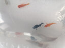 卡奇鱼 胎生鱼 玛丽球鱼热带观赏鱼淡水鱼活体鱼宠物鱼宠物活体丽丽曼龙 三色玛丽鱼6条 实拍图