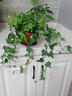 孙凯L常春藤盆栽常青藤客厅阳台藤蔓植物办公室净化空气绿植水培植物 自动吸水常春藤中号 含盆 实拍图