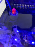 日胜（RS）鱼缸加热棒石英玻璃款50W 乌龟缸用品安全控温 水族箱自动恒温加热器 实拍图