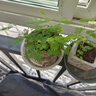 播种心情通用型有机营养土家庭种花种菜多肉花卉盆栽育苗养花土土壤种植土 通用营养土1包10L约5斤 实拍图