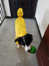 SLPC狗狗雨衣大型犬四脚全包金毛雨衣带帽子尾罩防水中型宠物雨衣 蛋黄色 8XL（适合约35到55斤） 实拍图