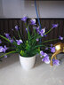 礼赫家饰蝴蝶兰仿真花假花摆设客厅餐桌花摆花绿植小盆栽室内外摆件装饰品 塑料紫色蝴蝶兰+仿瓷花瓶 实拍图
