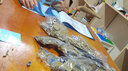 咔搭（CaDA）积木坦克T90坦克男孩高难度系列玩具车 遥控电动大型拼装组装玩具 T90静态版 实拍图