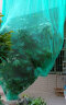卓墨果树防鸟罩防鸟用网果园尼龙网葡萄网樱桃网养殖网养鸡网养鸭网- 绿色网眼0.5CM  宽10米 长10米 晒单实拍图