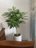 平安树盆栽中大型客厅摆放绿植观叶植物四季常青庭院植物 单株高约80厘米 不含盆 实拍图