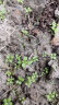 寿禾 太阳花种子混色重瓣四季种植种籽 太阳花种子(混色重瓣)2万粒 晒单实拍图