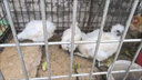 一斤左右现货白凤乌鸡活的正宗泰和乌鸡苗白毛鸡乌骨鸡脱温苗现货 1斤左右白凤乌鸡【5公送1只防损6只】 实拍图