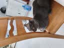 醇粹（Purich）FD猫粮全价冻干猫粮幼猫成猫纯粹猫粮英短美短布偶折耳鸡肉猫粮 鳕鱼冻干猫粮1.2kg 实拍图