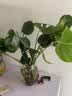 御春阁 室内客厅办公室大型盆栽绿植花卉盆景 龟背竹 室内绿色盆栽花卉 实拍图