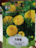 绿林花语万寿菊种子混色好养易活庭院盆栽公园绿化工程花海花卉驱蚊盆栽籽 实拍图