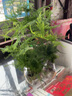文竹苗大小文竹室内盆栽桌面花卉绿植花卉盆景 四季常青植物 小苗3棵4-8分叉 实拍图