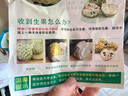 四叔公果蔬泰国牛奶释迦果礼盒装【顺丰JD】释迦摩尼果端午节礼物水果礼盒 净重1斤装【尝鲜-不推荐】 中果（单果约200g+） 实拍图