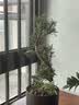 实拍罗汉松微型树桩盆栽雀舌米叶罗汉松盆景 罗汉松s形状 不含盆 实拍图