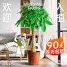 植男植女幸福树造型绿宝盆栽绿色植物客厅室内大型绿植办公室乔迁源头直发 实拍图