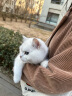 KimPets猫包狗包宠物猫背包 夏天透气包外出旅行单肩包手提包小型犬猫袋 小黄鸭款【12斤内猫8斤内的狗】 实拍图
