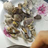 鲜京采 鲜活美贝500g/盒  美国蛤 无水干包 海鲜贝壳活鲜  实拍图