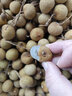 甜萌果蔬【顺丰/jd】新鲜龙眼 送人礼品 储良石峡新鲜桂圆水果送礼 9斤 甄选【储良龙眼】净重8 实拍图