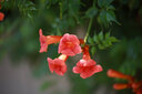 老蛙（LAOWA） 老蛙100mm F2.8 2倍放大全画幅百微超微距镜头 昆虫花卉人像 黑色【标配】 佳能微单RF卡口 实拍图