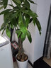 胡丽大型绿植客厅大盆栽室内客厅绿植盆栽办公室盆栽开业乔迁送礼绿植 辫子发财树1.2-1.4米 含盆 实拍图