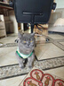 阿莫尔小狗狗猫咪衣服夏季薄款泰迪比熊博美背心宠物小型幼犬透气防掉毛 牛油果（夏季） L 建议7-9斤 背长32cm 实拍图