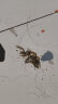 宅居卫贝利斯十号蓝盒贝利斯六号6号灭蜈蚣灭蟑螂杀虫剂一窝端家用室内 实拍图