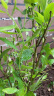 特大果高产蓝莓苗带土发货蓝莓树苗南方北方种植盆栽地栽当年结果 5年苗（当年结果多） 40cm(含)-50cm(不含) 实拍图
