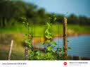 中一（zhongyi） 中一光学90mm F1.5全画幅微单人文旅拍适用于M\RF\FE\Z\L口 徕卡M黑色 标配 实拍图