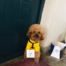 嬉皮狗（hipidog） 狗狗衣服秋冬季泰迪衣服小型犬保暖打底衫防掉毛比熊幼犬衣服 黄色条纹 XL (建议体重11-16斤) 实拍图