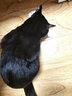 神经猫（shenjingmao）猫咪专用沐浴露猫用沐浴液洗澡杀菌除螨幼猫沐浴乳宠物用品500ml 实拍图