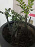 欧悟 小叶紫檀树桩植物盆栽 小叶紫檀盆景 室内绿植 小叶檀香紫檀树黑骨茶黑檀含简易盆 中号3根 带盆栽好（吸水盆） 实拍图