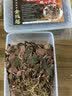 雄在福建南靖金线莲 整株中草药材原料干货 金钱莲端午节盒仿野生官旗 【整珠金线莲】【送4豪礼】 250g*1盒 福建南靖核心产区 多年深山野外种植 实拍图