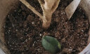 德沃多肥料养花专用营养土15L带肥料园艺绿植盆栽花土壤种植有机基质椰糠土 实拍图