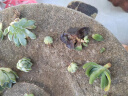 轩林美 一元 植物盆栽 阳台室内盆栽肉肉植物老桩 办公室创意绿植花卉 布丁单头3-5cm 实拍图