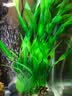 异景园鱼缸水族箱装饰仿真水草水族造景套餐假水草装饰塑料高款大水草绿 CL14新-大海带【绿色】 实拍图