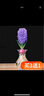 欧悟重瓣带芽水仙花种球盆栽 百合花种球郁金香水养绿植花卉室内盆栽 紫色风信子含盆套装A6 实拍图
