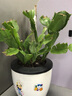 若绿绿萝水培植物室内阳台桌面蓄水盆盆栽水培居家免打理源头直发包邮 蟹爪兰 白色蓄水盆 实拍图