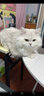 靓贝猫粮成猫幼猫粮全价猫粮 牛肉三文鱼2.5kg5斤 实拍图