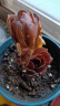 轩林美 多肉植物 贵货肉肉盆栽绿植花卉 山地玫瑰(3-4cm) 实拍图