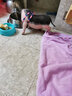 暮秋小主【猪猪侠同款】宠物小香猪活体幼崽家养纯种迷你猪活物可爱萌宠 暹罗粉红猪（母） 实拍图