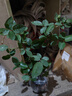 清韵伊人 月季花树苗爬藤当年开花月季花苗特大花盆栽地载庭院蔷薇 火焰【不爬藤】 实拍图