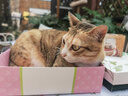 卫仕猫多维240片定制猫用复合维生素片维生素b美毛宠物营养猫咪维生素 实拍图