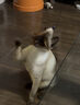田田猫加长杆羽毛逗猫杆钓鱼逗猫棒猫玩具宠物猫用品送替换头 实拍图