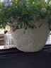 爱丽思（IRIS）花盆花瓶树脂复古浮雕波纹圆形多肉塑料阳台种植批发花盆 12号浅米色(口径36cm) 实拍图