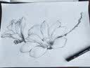 艺泽美术系列 素描铅笔画：花卉植物篇 实拍图