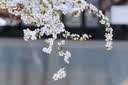 永诺（YONGNUO）50mmF1.8S大光圈镜头小痰盂适用索尼E卡口全画幅APS-C半画幅人像定焦微单镜头 50/1.8 E卡口 C画幅 二代+UV镜 标配 实拍图